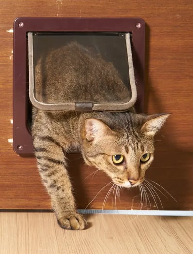 cat flap