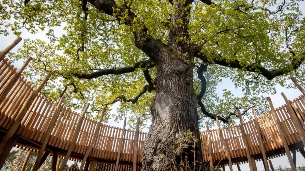 Kew Gardens Children's Garden
